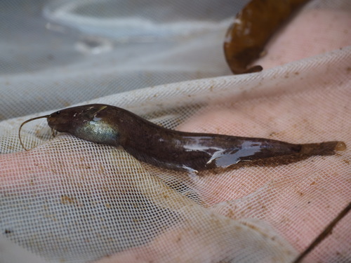Hasselt's sheatfish (Silurichthys hasseltii) — Siluridae — 2