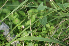 Zehneria cunninghamii