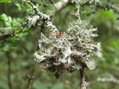 Heterodermia echinata