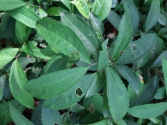 Myxopyrum smilacifolium