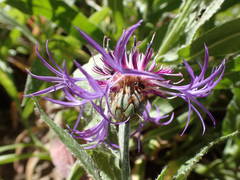 Centaurea triumfettii