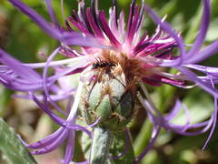 Centaurea triumfettii