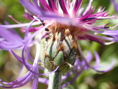 Centaurea triumfettii