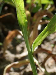 Centaurea triumfettii