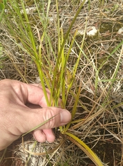 Carex goyenii