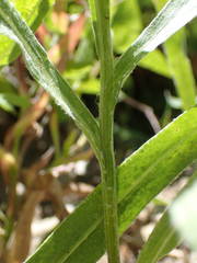 Centaurea triumfettii