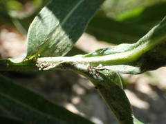Centaurea triumfettii