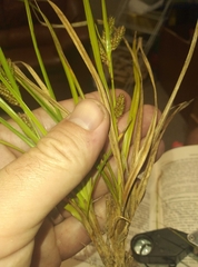 Carex goyenii