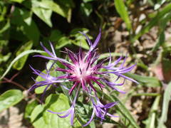Centaurea triumfettii