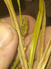 Carex goyenii
