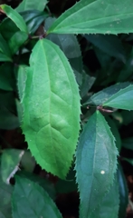 Myxopyrum smilacifolium
