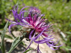 Centaurea triumfettii
