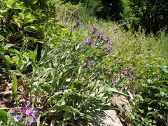 Centaurea triumfettii