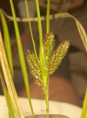 Carex goyenii