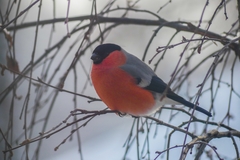 Pyrrhula pyrrhula