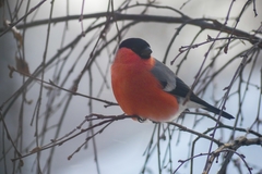 Pyrrhula pyrrhula