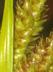 Carex goyenii