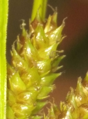 Carex goyenii