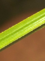 Carex goyenii
