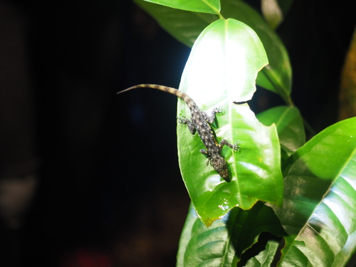 Chanthaburi Rock Gecko, Cnemaspis chanthaburiensis