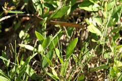 Vincetoxicum carnosum