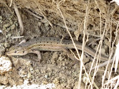 Psammodromus hispanicus
