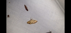 Pardomima callixantha
