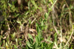 Vincetoxicum carnosum