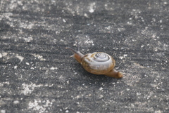 Macrochlamys kelantanensis