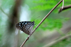 Ideopsis vulgaris macrina