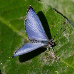 Anthene emolus goberus