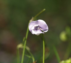 Vigna vexillata angustifolia