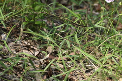 Vigna vexillata angustifolia