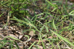 Vigna vexillata angustifolia