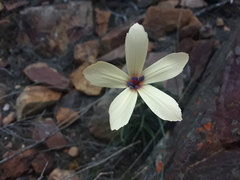Dianthus caespitosus