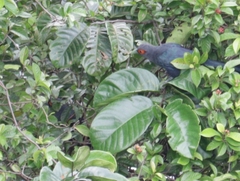 Phaenicophaeus sumatranus