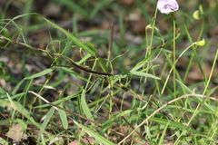 Vigna vexillata angustifolia