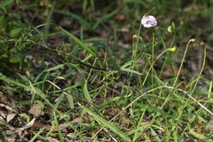 Vigna vexillata angustifolia