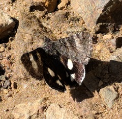 Litocala sexsignata
