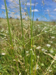 Austrostipa aristiglumis