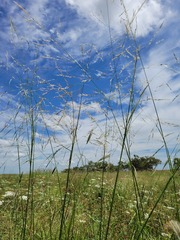 Austrostipa aristiglumis