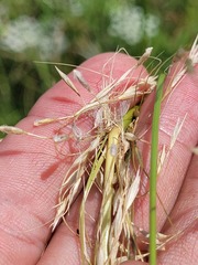 Austrostipa aristiglumis