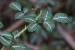 Rosa kwangtungensis