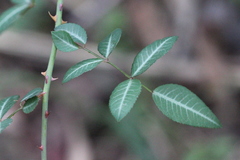 Rosa kwangtungensis