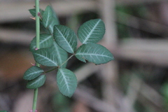 Rosa kwangtungensis