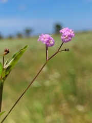 Boerhavia dominii