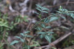 Rosa kwangtungensis