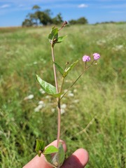 Boerhavia dominii