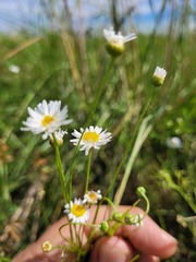 Brachyscome dentata