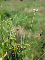 Brachyscome dentata